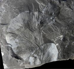 Cyclopteris